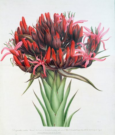 Gymea Lily, 1826 (wc på papper) av English School