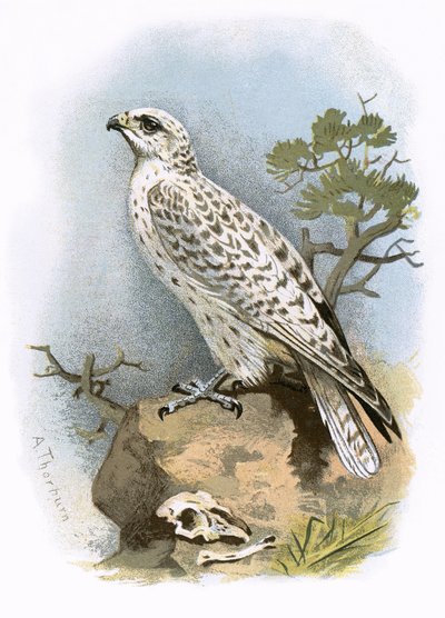 Gyr-Falconswed av English School