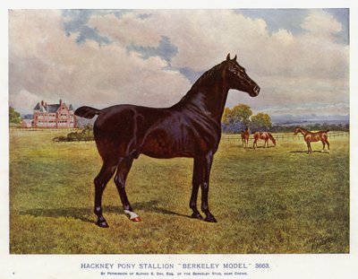 Hackney Pony Stallion "Berkeley Model" 3663 (lito i färg) av English School