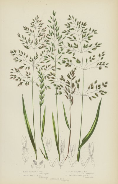 Hårt ängsgräs, dvärgveteängsgräs, plattstammigt ängsgräs, slät stjälkäng (färg litho) av English School