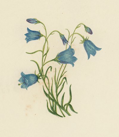 Harebell, Campanula Rotundifolia (färgmedlemmar) av English School