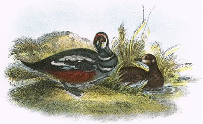 Harlequin Duck av English School