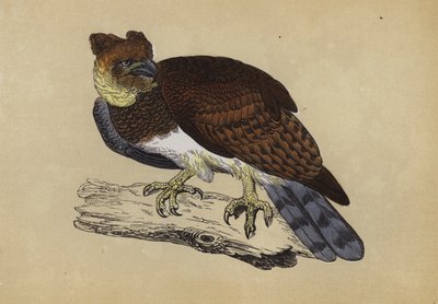 Harpy Eagle (färg litho) av English School
