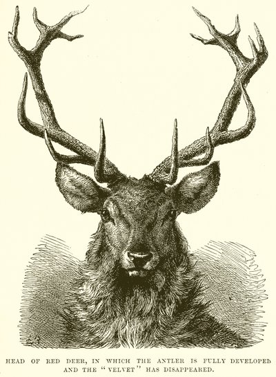 Head of Red Deer, där hornet är fullt utvecklat och sammet har försvunnit av English School