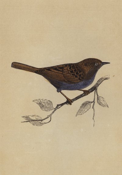 Hedge Sparrow (färg litho) av English School