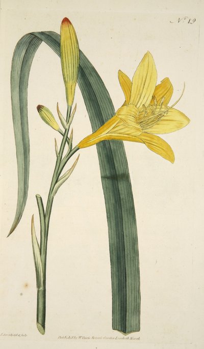 Hemerocallis Flava (gul daglilja) från The Botanical Magzaine eller Flower Garden Displayed, pub. 1796 (handfärgad gravyr) av English School