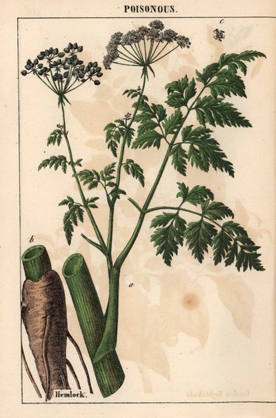 Hemlock eller Conium maculatum   , från "The Instructive Picturebook, or Lessons from the Vegetable World," [Charlotte Mary Yonge], Edinburgh av English School