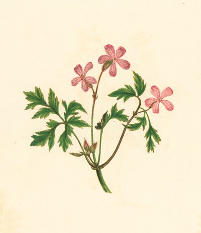 Herb Robert, eller Poor Robin, Geranium Robertianum (färglitografi) av English School