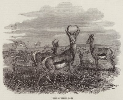 Flock Spring-Boks (gravyr) av English School
