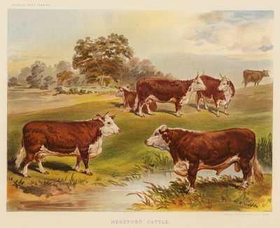 Hereford-nötkreatur (färglitografi) av English School