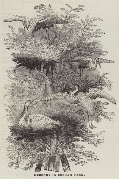 Heronry i Cobham Park (gravyr) av English School