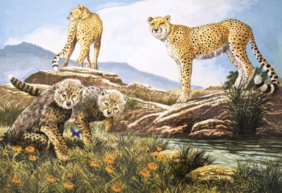 High-Speed Hunter, The Cheetah, illustration från Nature