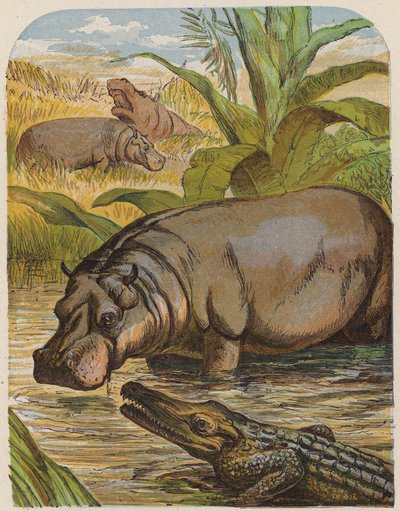Hippopotamus och krokodil (färglitografi) av English School