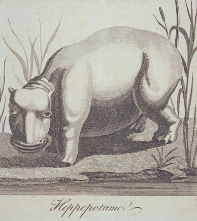 Hippopotamus, från The Gentlemans Magazine, publicerad i december 1772 av English School