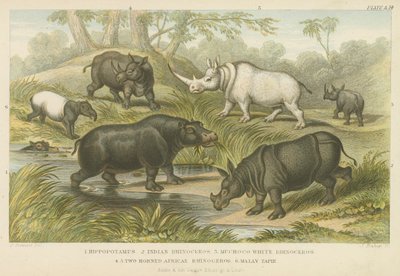 Flodhäst, noshörning och tapir (färgad gravyr) av English School
