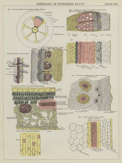 Histologi av blommande växt (färg litho) av English School