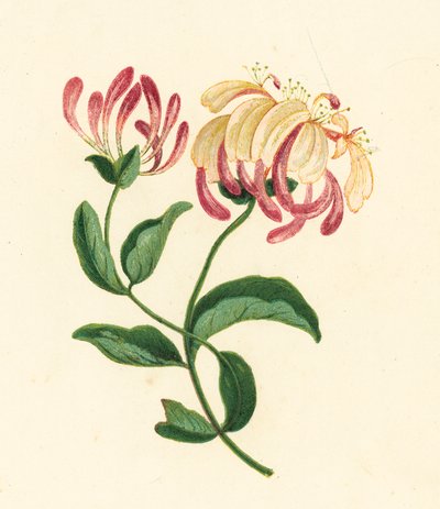 Kaprifol, Lonicera Periclymenum (färglitografi) av English School