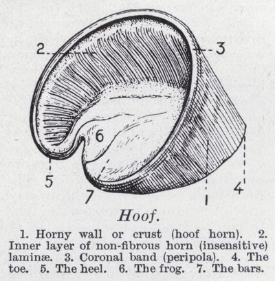 Huf von English School