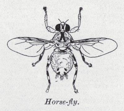 Pferdebremse (Lithografie) von English School