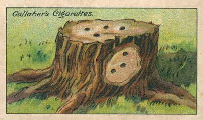 Hur man dödar en trädstubbe (chromolitho) av English School