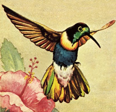 kolibri av English School