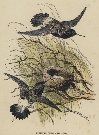 Humming Birds and Nest (färgad gravyr) av English School