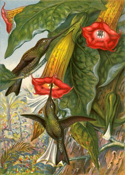 Kolibrier av English School