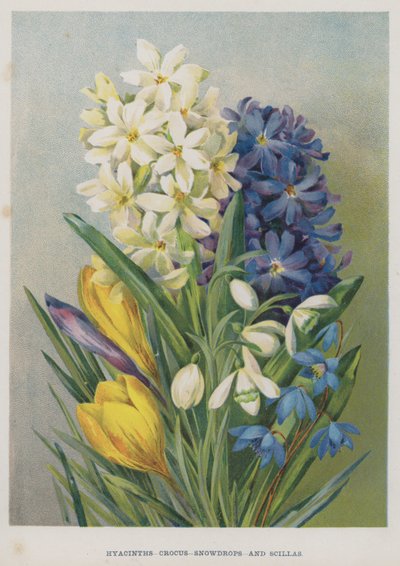 Hyacinter, krokus, snödroppar och scillas av English School