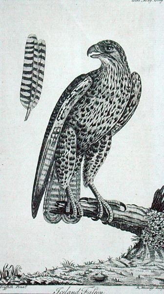 Island Falcon (Falcon Rusticolus), från 