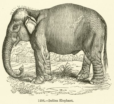 Indisk elefant (gravyr) av English School