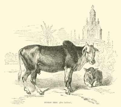 Zebu indianer, Boss indicus av English School