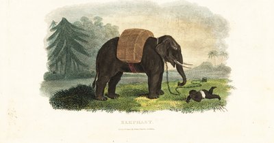 Indisk barn lämnat under skydd av en kedjad elefant medan föräldrarna söker mat i skogen av English School