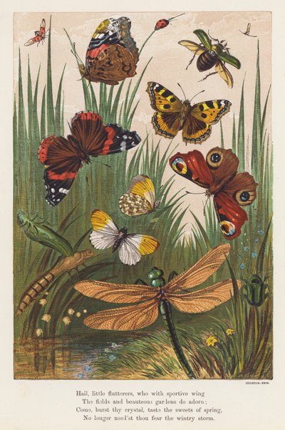 Insekter (färglitografi) av English School