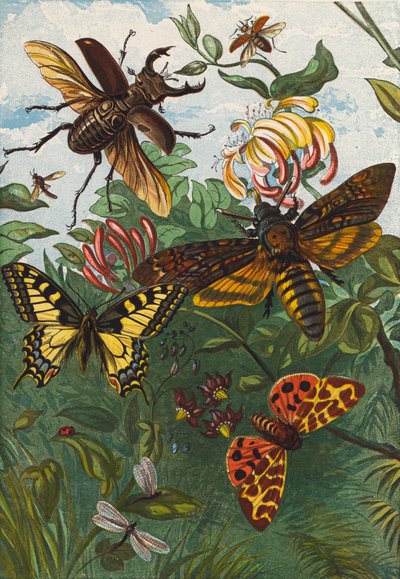 Insekter (färglitografi) av English School