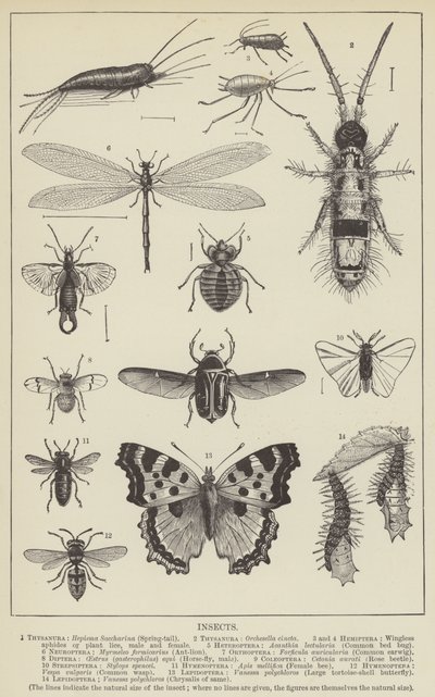 Insekter (gravyr) av English School