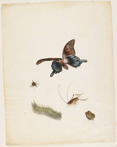 Insekter, ca 1805 (svart bläck, wc & grafit på papper) av English School