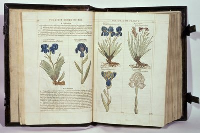Iris (Flowers de-luce), sex sorter från "The First Booke of the Historie of Plants" av John Gerard, publicerad 1597 av English School