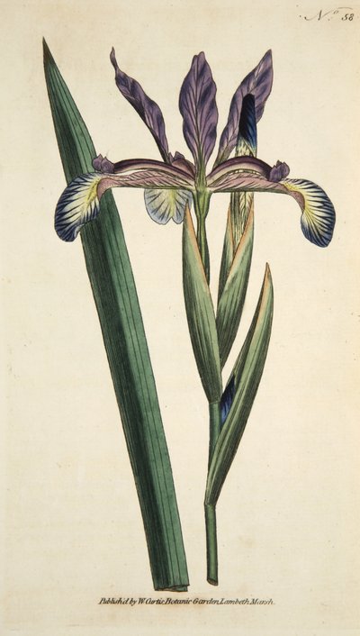 Iris Spuria (Spurious Iris), från The Botanical Magazine eller Flower Garden Displayed, pub. 1790 (handfärgad gravyr) av English School