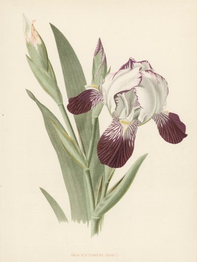 Iris Victorine (färg litho) av English School