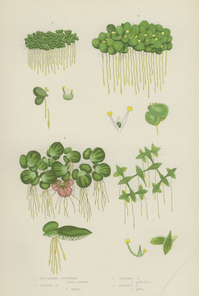 Murgrönabladig andmat, mindre andmat, större andmat, snärtande andmat (färg litho) av English School