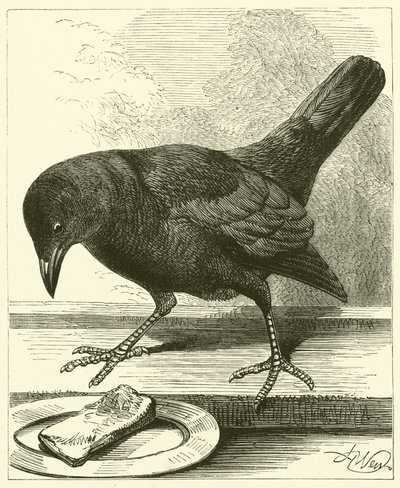 Jackdaw (gravyr) av English School