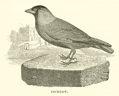 Jackdaw (gravyr) av English School