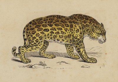 Jaguar (färg litho) av English School