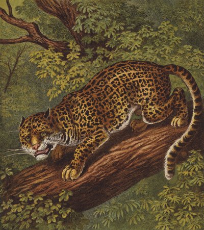 Jaguar (färg litho) av English School
