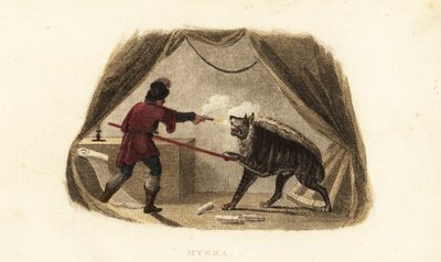 James Bruce dödar en hyena med pistol och gädda i sitt tält i Maitsha, Abessinien (nära Gondar, Etiopien) av English School