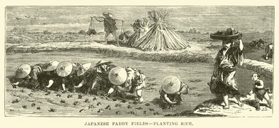 Japanska risfält, plantering av ris av English School