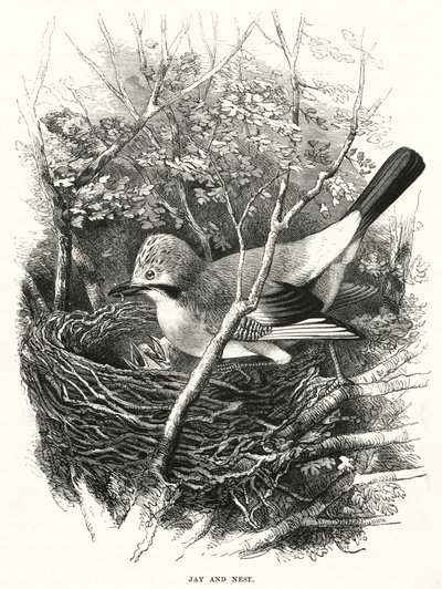 Jay and Nest (gravyr) av English School