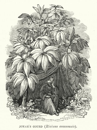 Jonas kalebass, Ricinus communis (gravyr) av English School