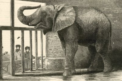 Jumbo, den stora afrikanska elefanten i Zoologiska trädgården (gravyr) av English School