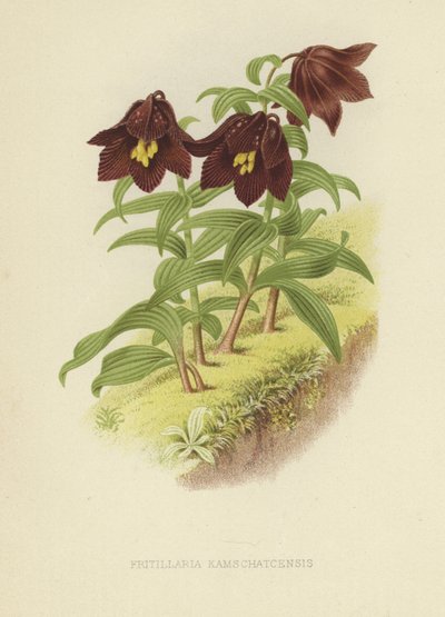 Kamchatka fritillary eller Kamchatka lilja av English School